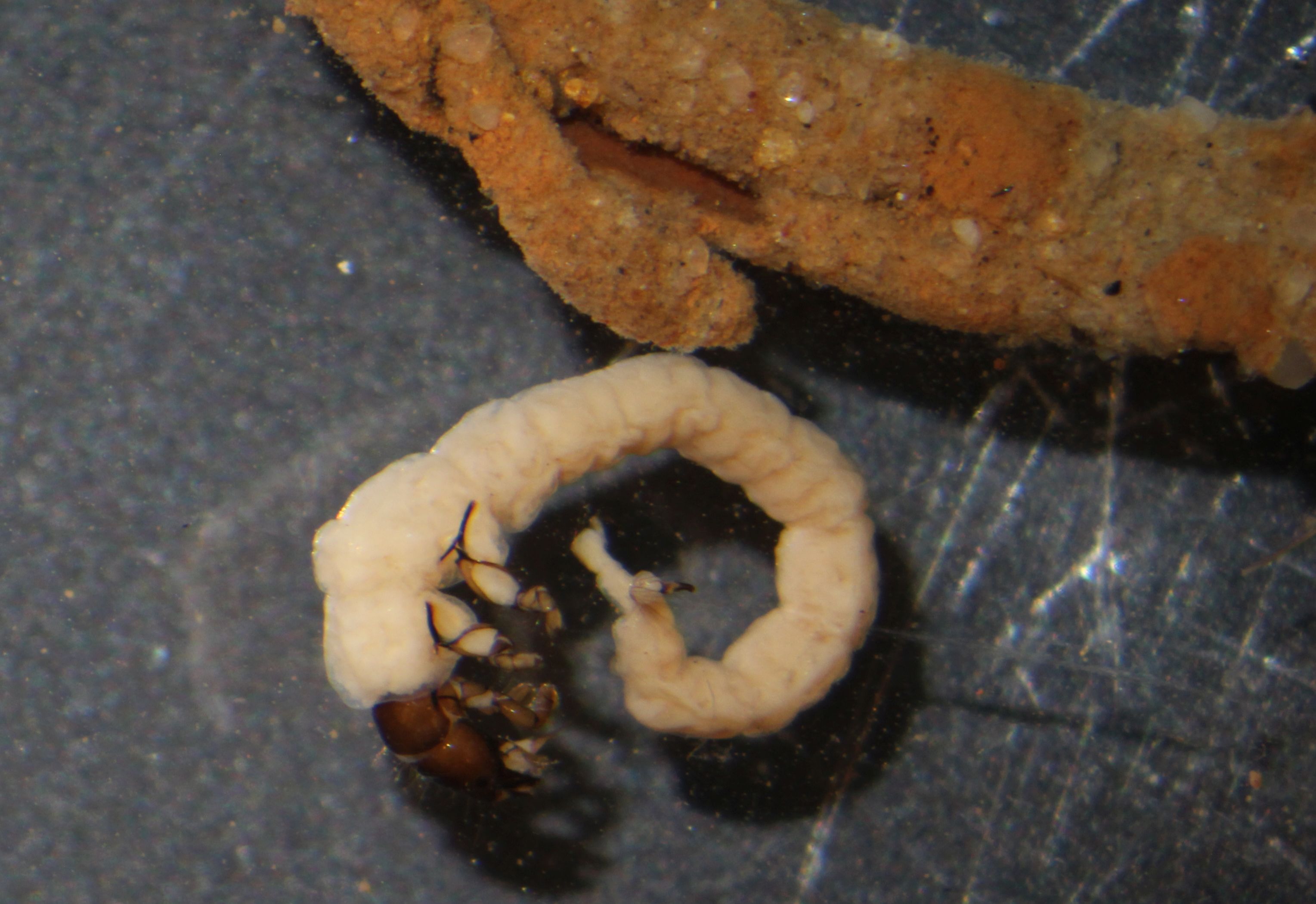 paychomyidae